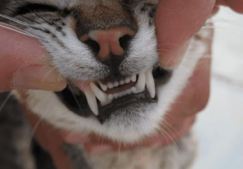 Higiene bucal y limpieza de los dientes del gato