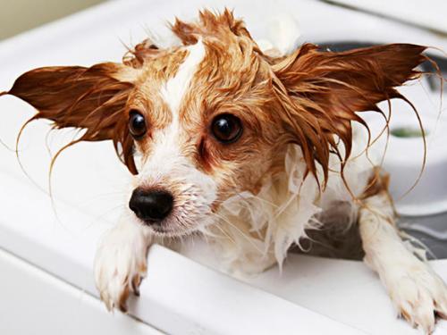 Higiene y champú para perros