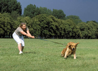 Hiperactividad en perros