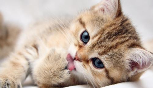 Importancia de los ojos y la cola del gato, lenguaje corporal felino