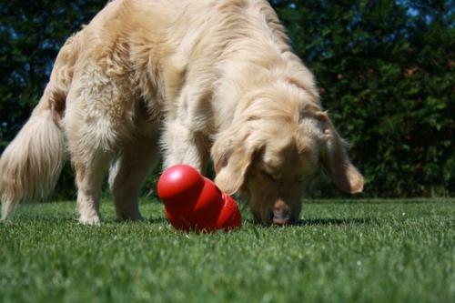 Juguetes interactivos para perros curiosos y llenos de energía