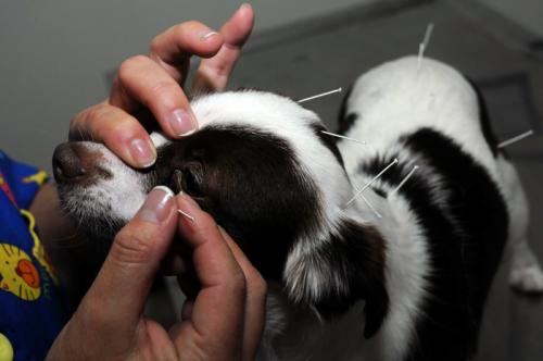 La acupuntura en mascotas