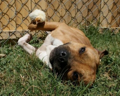 La agresividad de los perros no responde a su raza