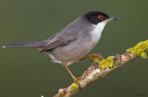 La Curruca cabecinegra