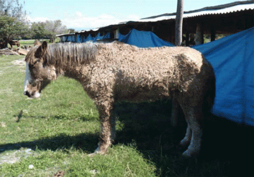 La enfermedad de Cushing en los caballos