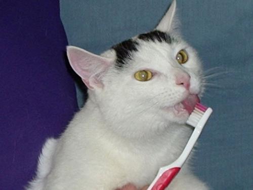 La higiene bucal en los gatos