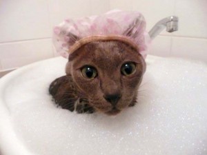 La hora del baño con el gato