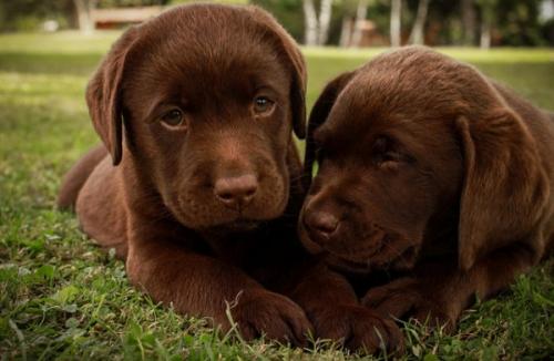 La importancia de la socialización del perro