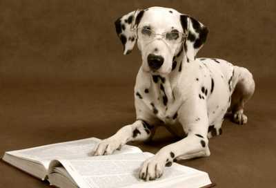 La inteligencia en los perros