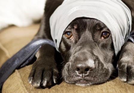 La Leishmaniosis Canina: síntomas y tratamientos