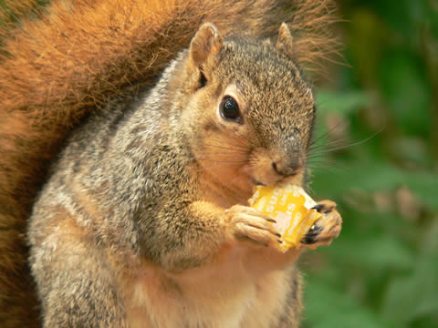 La mejor dieta para las ardillas