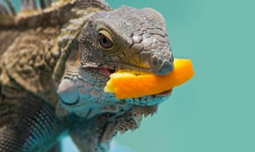 La mejor dieta para las iguanas