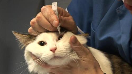 La mejor forma de aplicarles una pomada ocular a los gatos