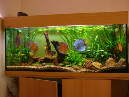 La mejor forma de instalar un acuario en casa