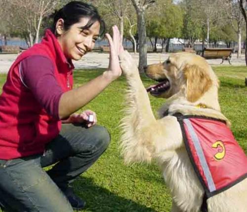 La mejor forma de reñir a nuestro perro