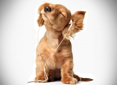 La música de relajación les encanta a los perros