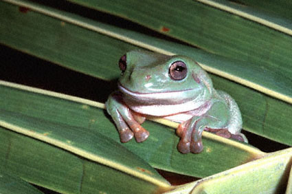 La rana verde australiana