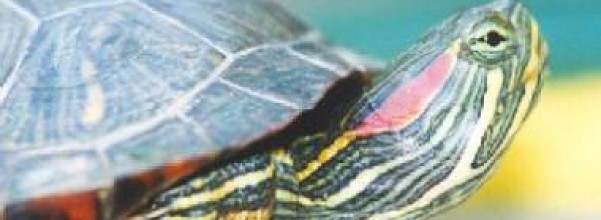 la-tortuga-chilena-y-sus-cuidados_yrl58