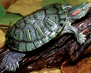 La tortuga de orejas rojas