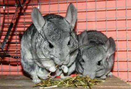 Las chinchillas, cuidados básicos y alimentación