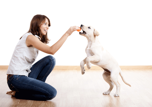 Las claves más importantes  para educar a un perro