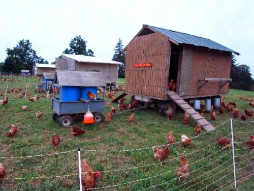 Las gallinas ponedoras y la mejor forma de cuidarlas