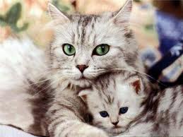 Las gatas y su instinto maternal