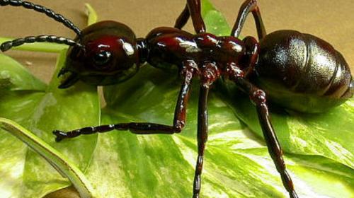Las hormigas como mascotas