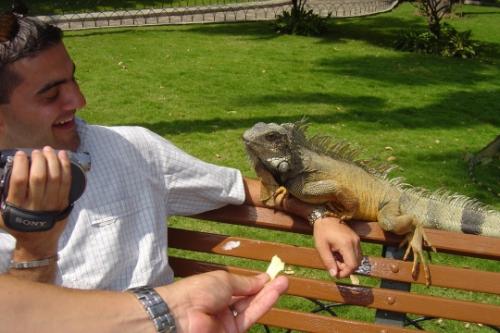 Las iguanas y su forma de comunicarse