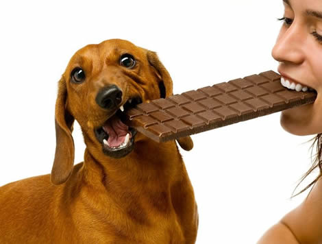 Las mascotas no deben comer dulces ni chocolates