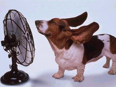 Las mascotas y el calor