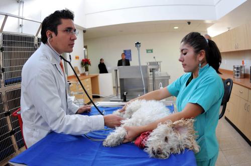 Las mascotas y el cólico