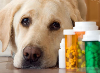 Las mascotas y la mejor forma de medicarlos