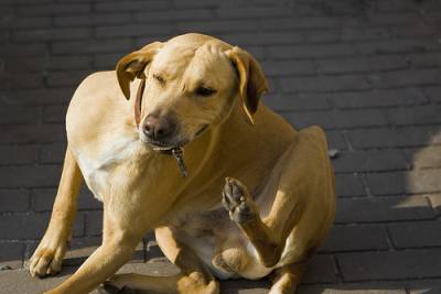 Las mascotas y las pulgas