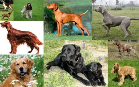 Las mejores razas de perros deportistas