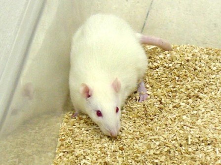 Las ratas como mascotas: alimentación, cuidados y consejos