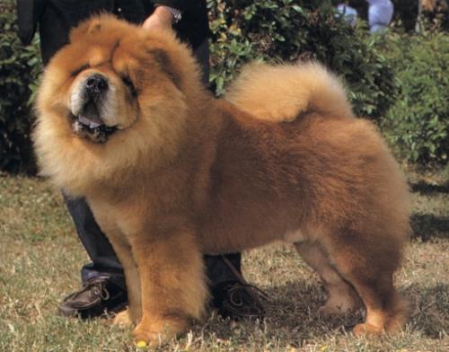 Las razas de perros chinos más conocidas