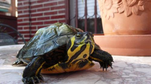 Las tortugas como mascotas en el hogar
