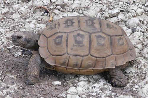 Las tortugas terrestres