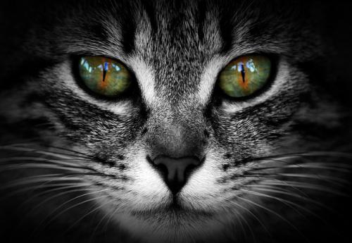 Lenguaje de las miradas de los gatos - Canal Mascotas