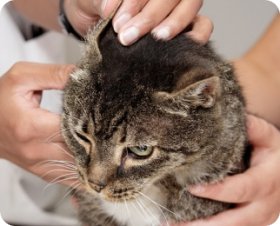 Limpiando las orejas del gato