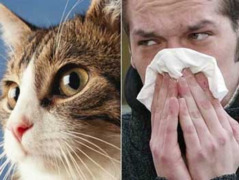 Lo mejor para evitar la alergia a las mascotas