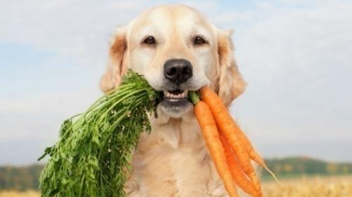 Lo mejor para los perros vegetarianos