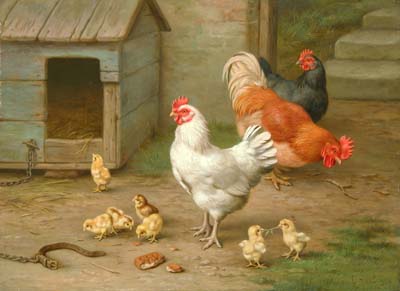 Lo que debemos saber sobre las gallinas