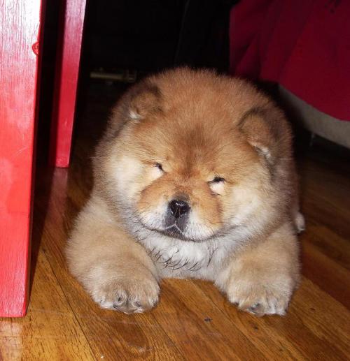 Los cachorros CHow Chow