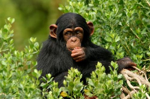 Los chimpancés, prohibidos como mascotas