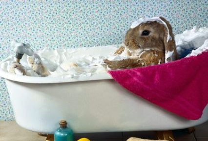 Los conejos y el baño