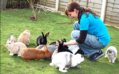 Los conejos y las enfermedades que se deben tener en cuenta