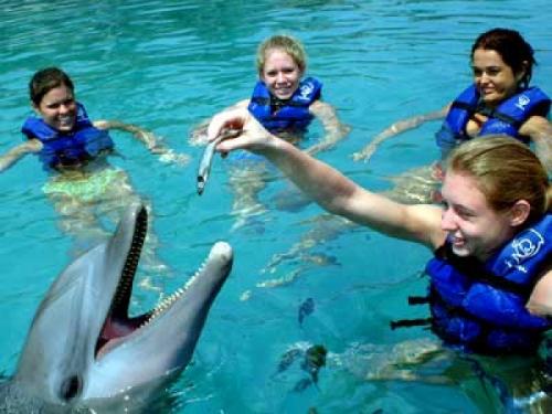 Los delfines y su alimentación
