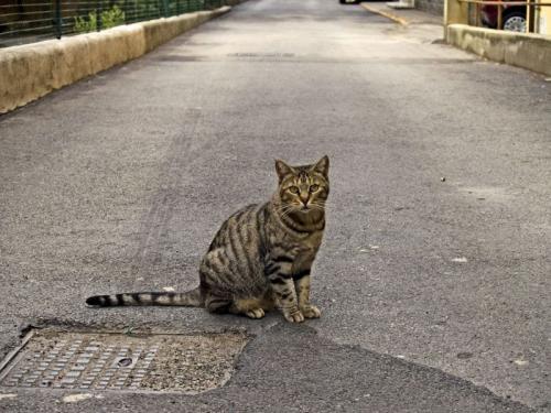 Los gatos acostumbran alejarse del hogar